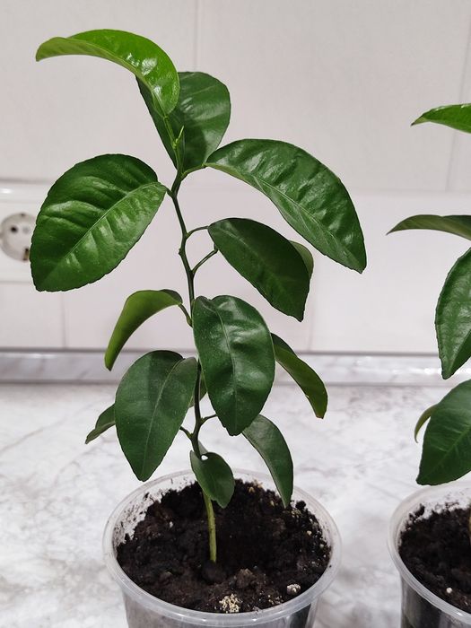 Мандаринове дерево кімнатна рослина фрукти цитрусові розсада