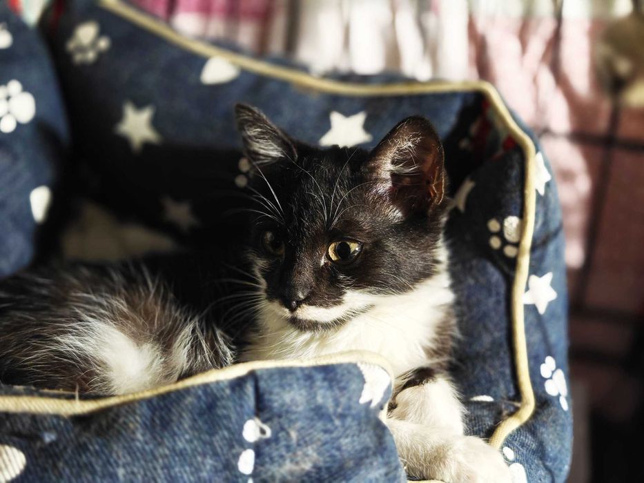 Мурчик, маленький котик, 2.5 місяці чекає на свою людину. Кошеня.