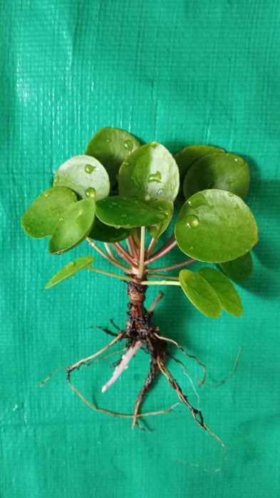 Pieniążek, sadzonki- możliwa wysyłka