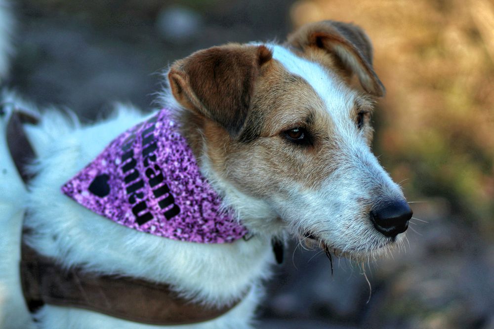 Uroczy Bazylek, guru sprytu i śmiałości, czeka na psijaciela