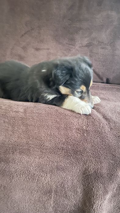 Rough Collie (femea)
