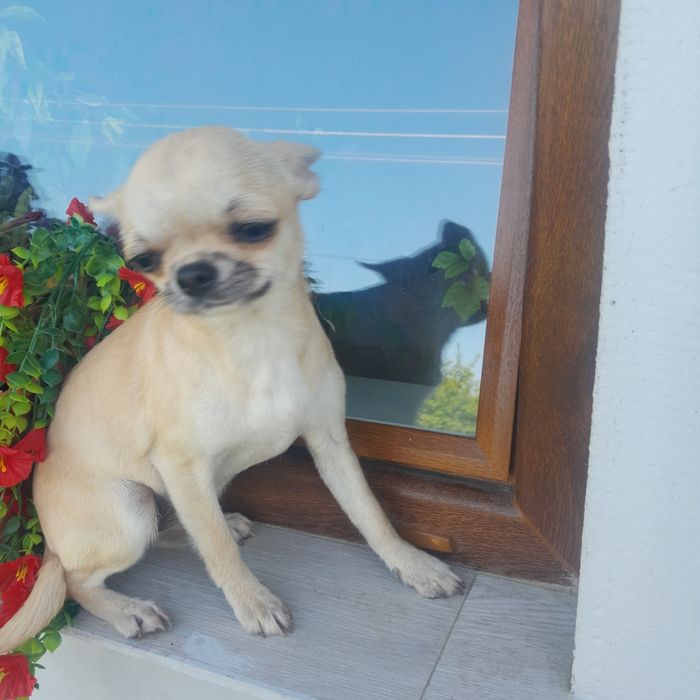 Dziewczynka rasy chihuahua, 6 miesięcy.