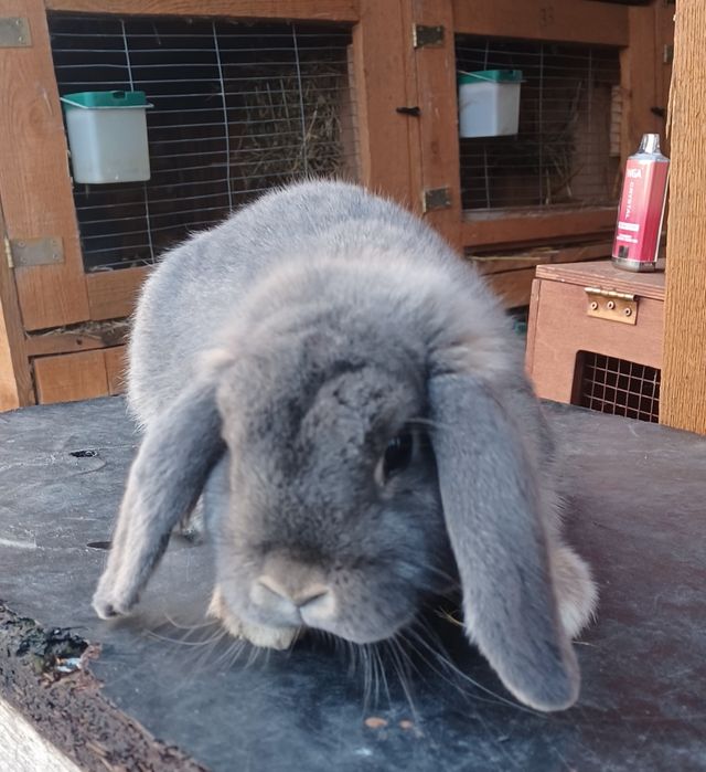 Karzełek baran perłowy