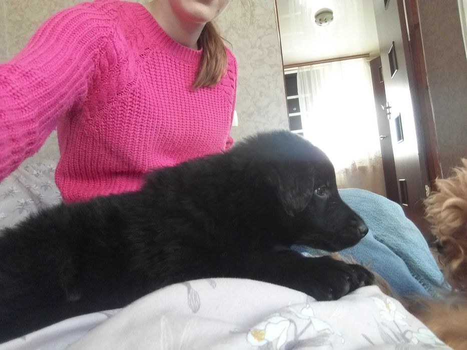 Змішана чорна вівчарка