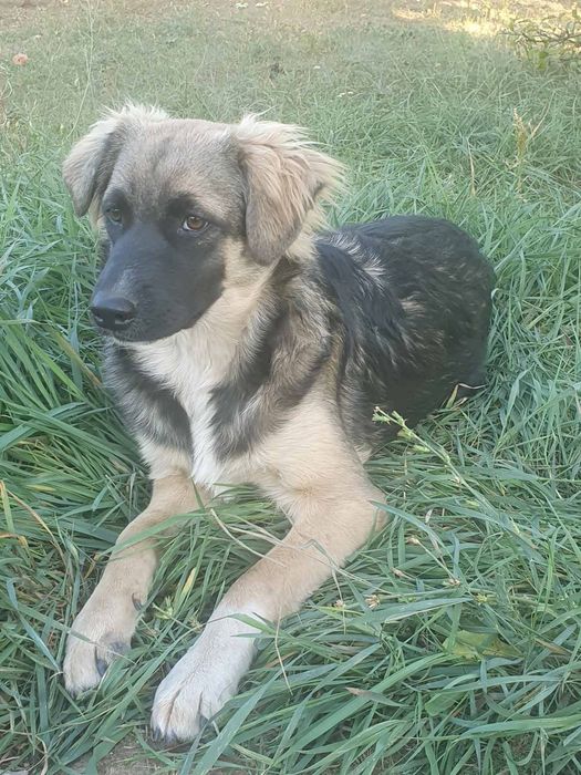 Подросшие щенки, ищут свой новый дом.