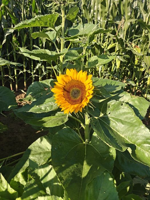 Słonecznik Sunrich orange na kwiat cięty