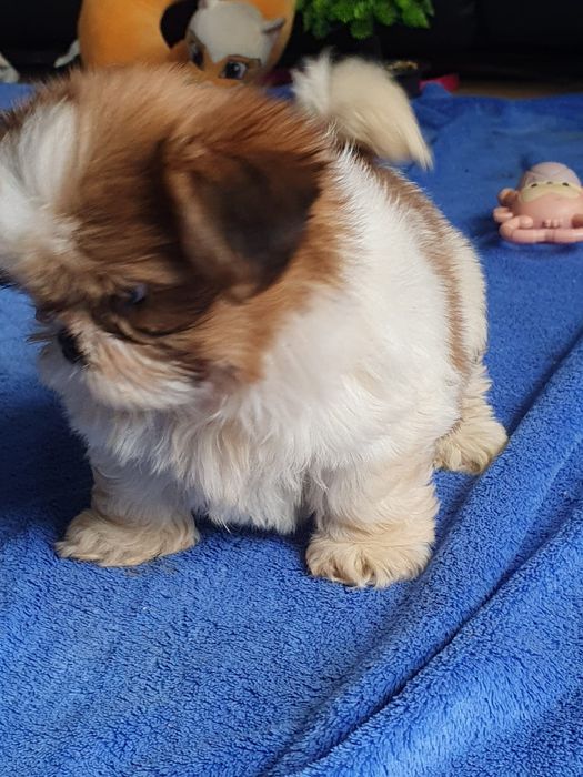 Shih tzu /Urocza  mini sunia