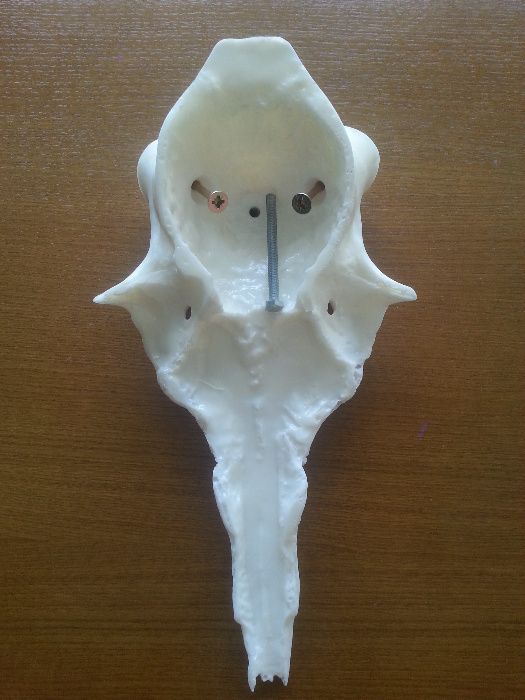 Czaszka jelenia pod zrzuty, poroże