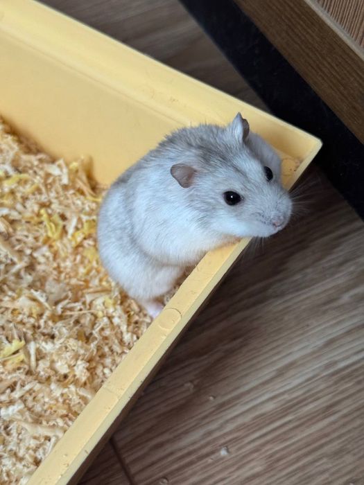 Хом'ячки джунгарики