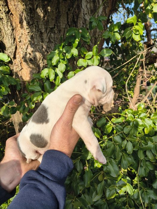 Amstaff blue suczka