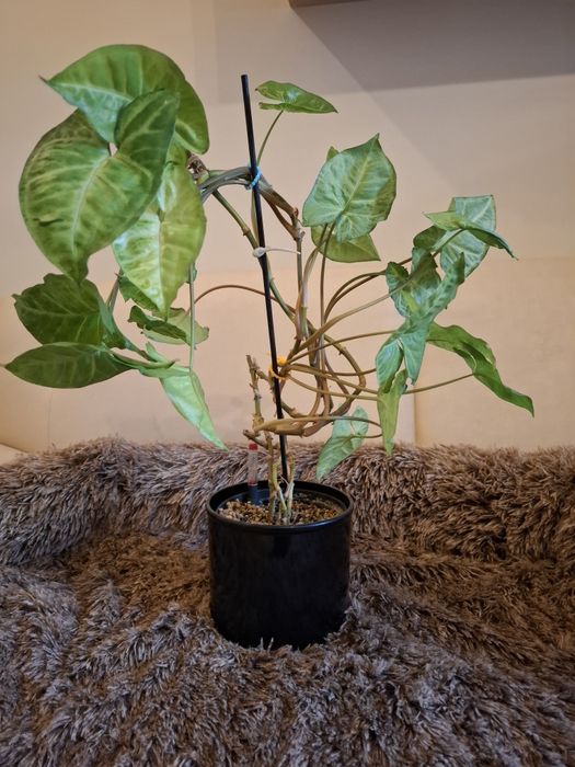 Syngonium Pixie albo Arrow