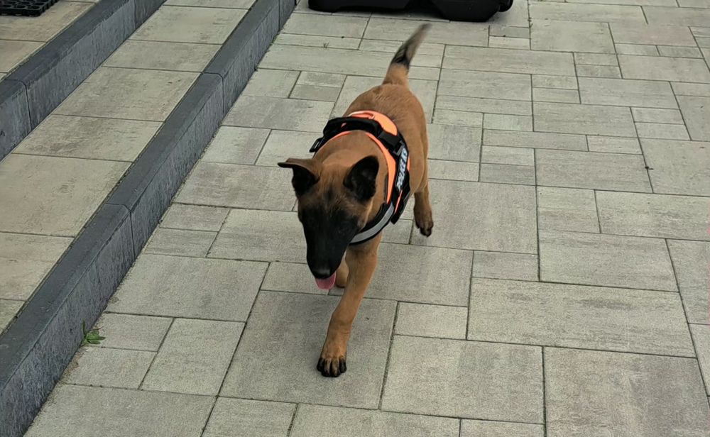Owczarek belgijski Malinois piesek