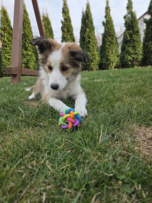 Border Collie,suczka - Zara!!