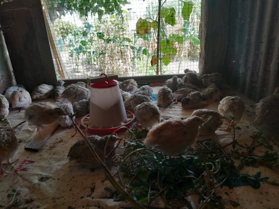 Coordonizes a por ovos