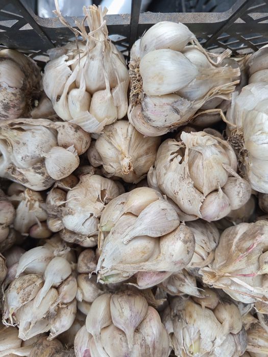 Насінєвий  безстрілковий часник (сорт Месідор)