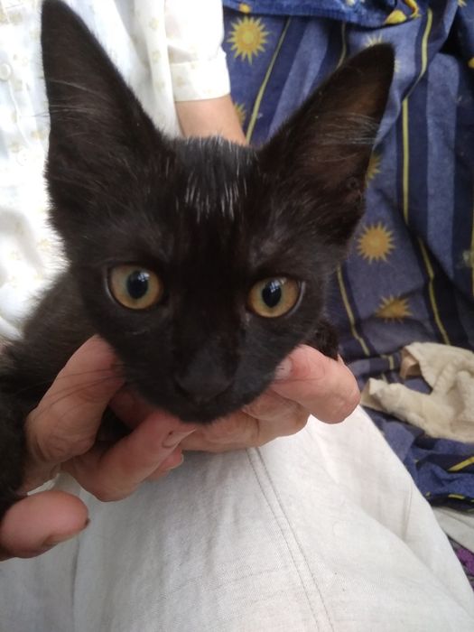 Таечка 2,5месяца чёрно -седая в добрые руки!