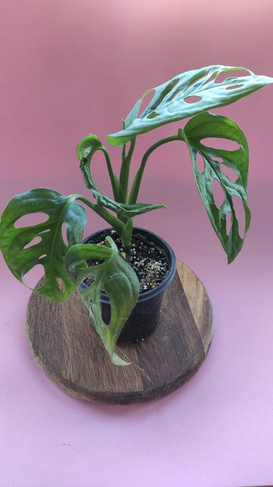 Monstera adansonii 150грн