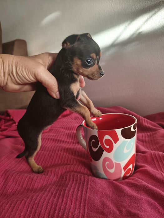 Pinscher miniatura - fêmea