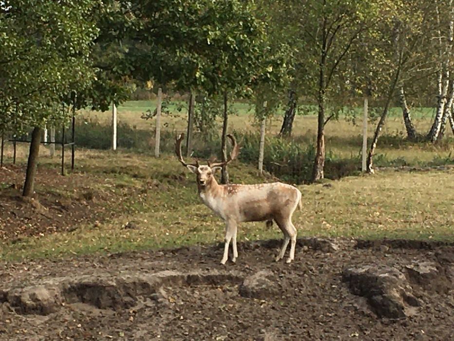 Daniele Byki Łyżkarze Samce