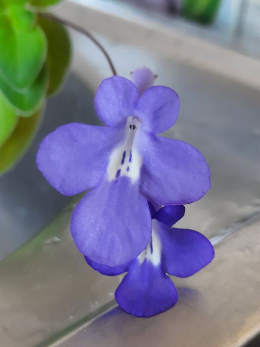 Стрептокарпус скальный.