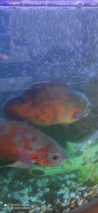 Аквариум на 120 литров