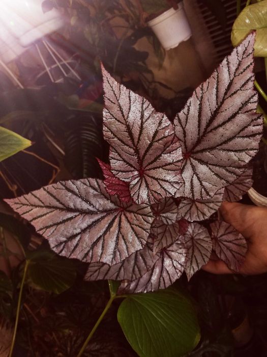 Begonia NoID ( Tingley Mallet ?) pink violet gwiezdna jak różowe UFO nie monstera variegata i philodendron