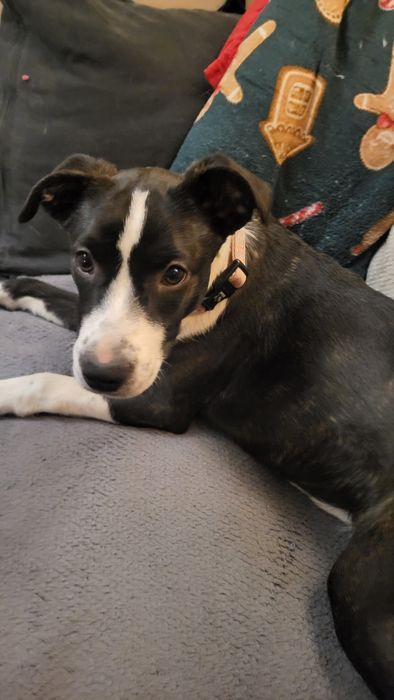 Pięciomiesięczna suczka szukają domu