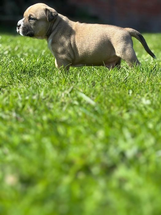 Najmocniejszy samczyk w miocie AMSTAFF ZKWP FCI