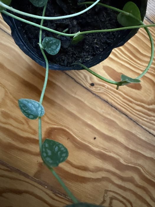 Monstera Dubia.
