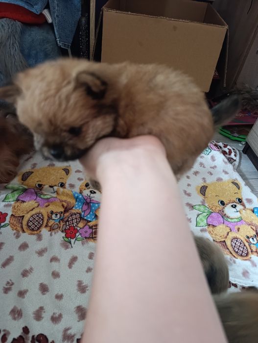 Продам чудових малюків