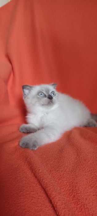 Шотландская девочка