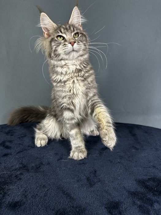 Дівчинка блакитний мармур