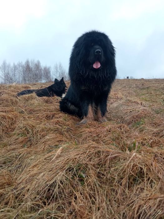 Тибетський мастиф