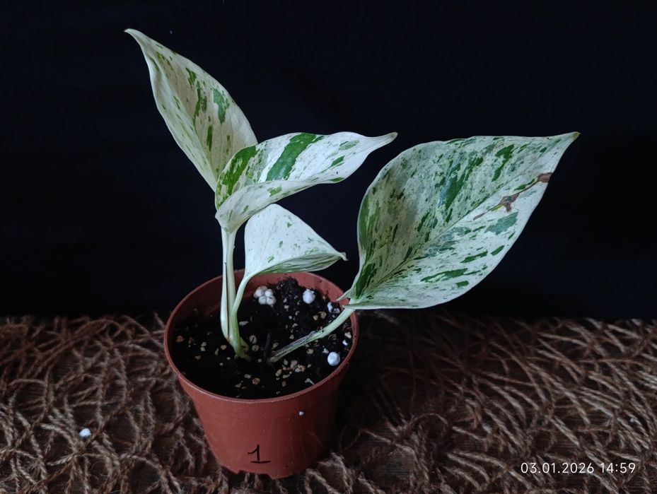 Епіпремнум "Snow Leopard"