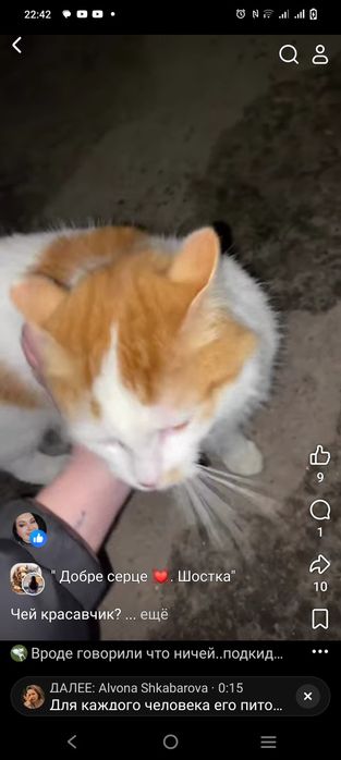 Котик в добрі руки