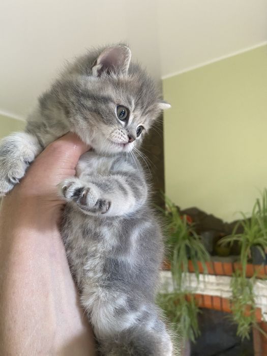 Британьскі котята