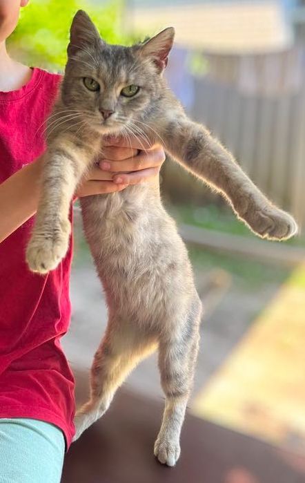 Котики шукають дім