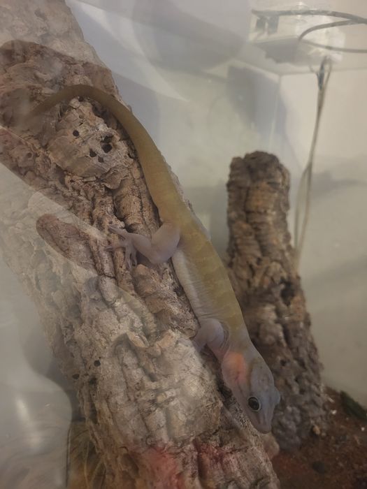 Gekon złocisty badenii terrarium