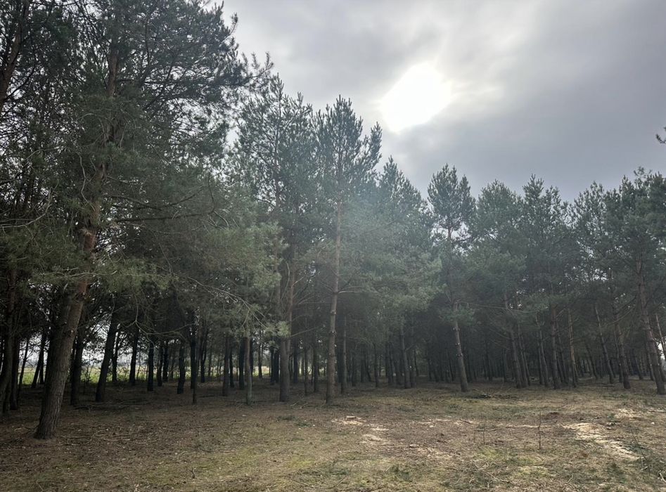 Wycinka drzew/ czyszczenie działek/ mulczer leśny/ skup zrębki