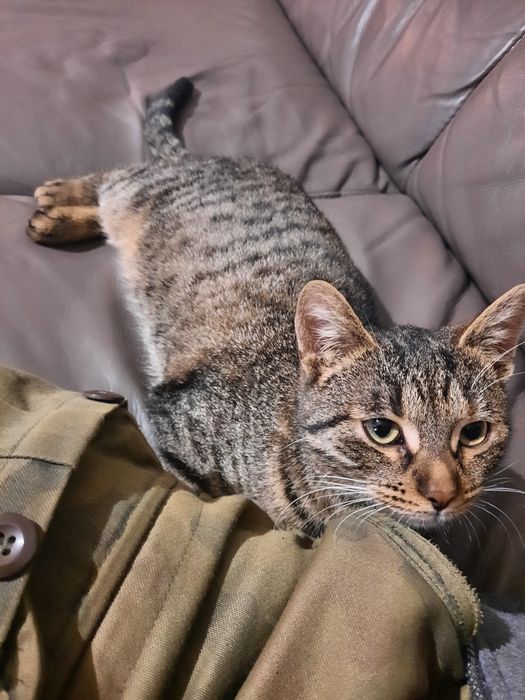 Dwie młode kotki szukają domu