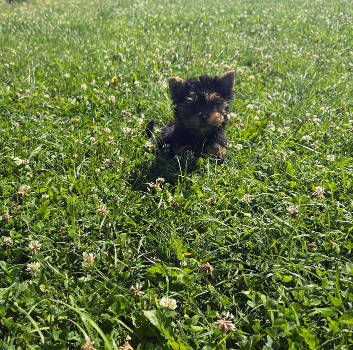 Yorkshire terrier miniaturka samiec