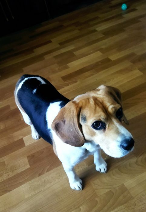 Дівчинка бігль 4роки .Хмельницький .