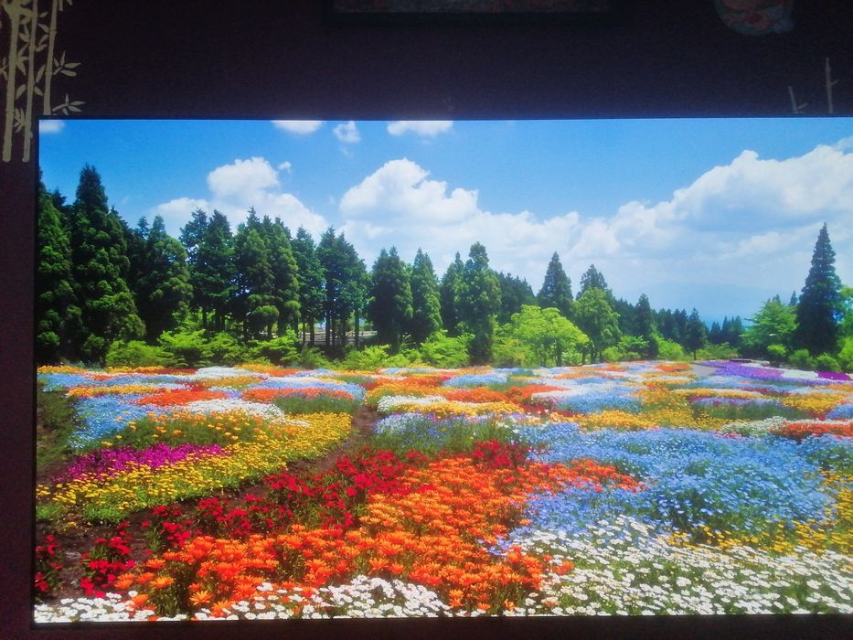 Telewizor LG OLED EVO C21LA