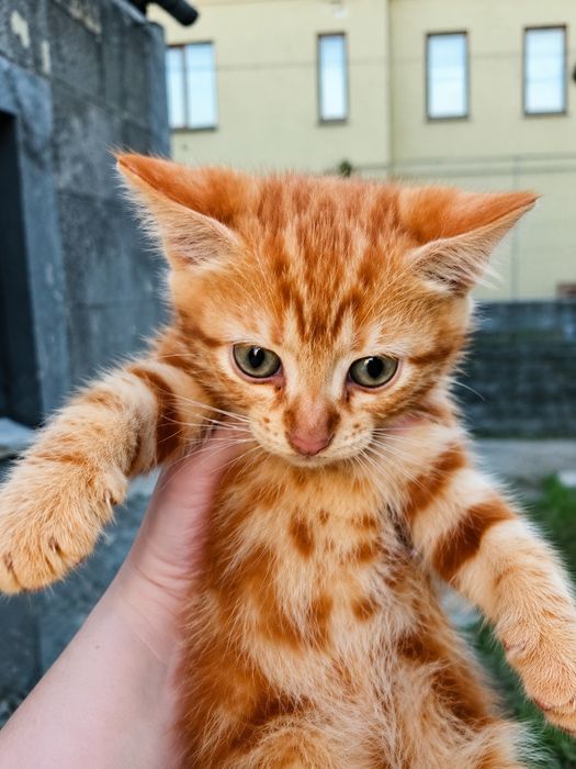 Котята 2 мес.ДНЕПР