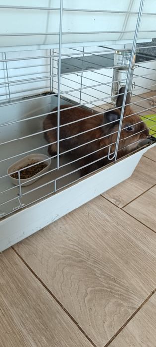 Króliki miniaturki (ok roczne)