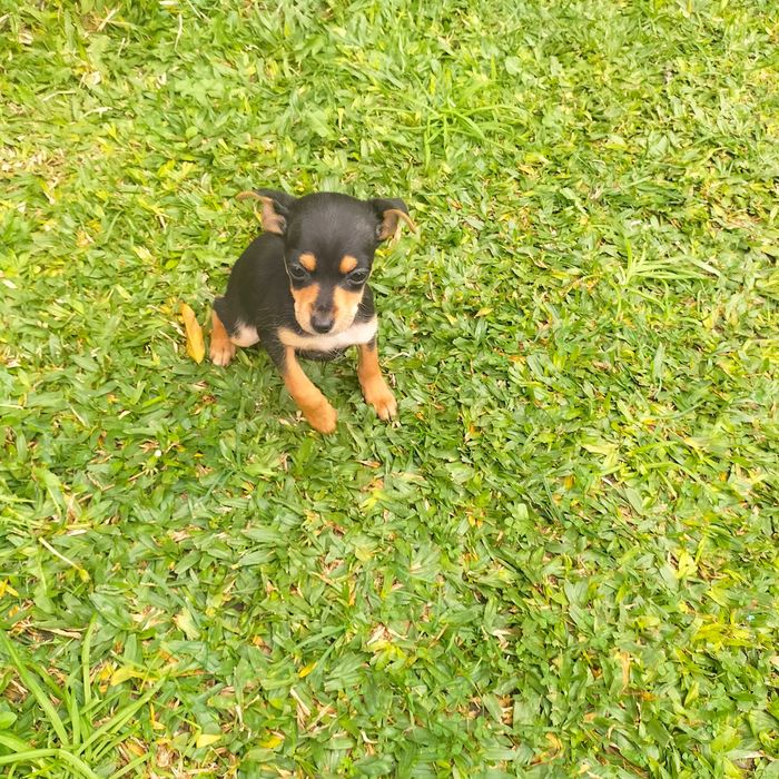 Pinscher fêmea 2 meses