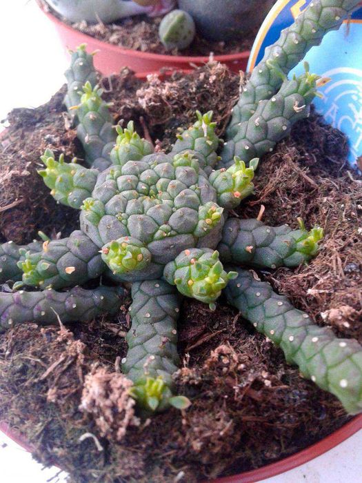 Cactos e Suculentas raras . várias espécies