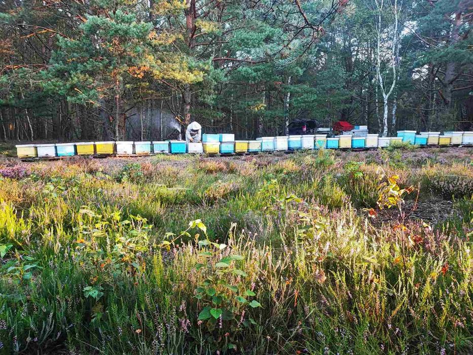 Propolis, polski kit pszczeli 50 gram na odporność - FELIKS KONKOL