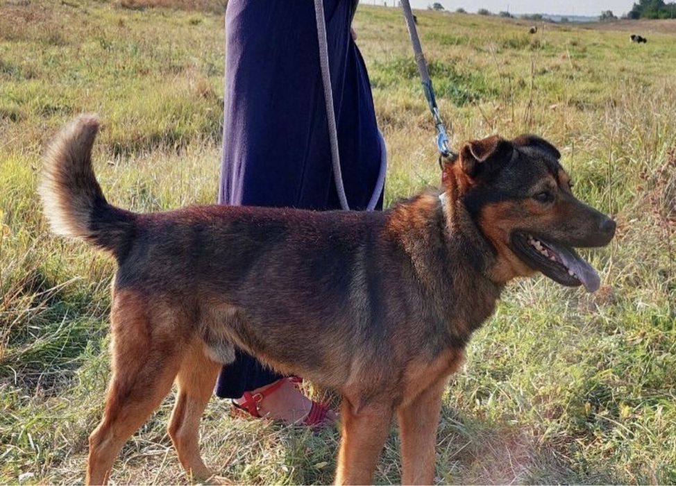 Віддаємо песика в добрі руки