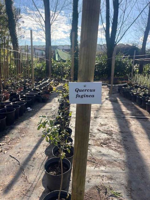 Árvore Quercus faginea 40/60cm